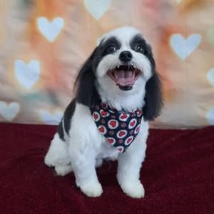 Meet your Posher, Wanda